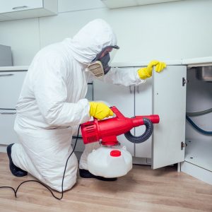 Worker spraying pesticide on induction hob.